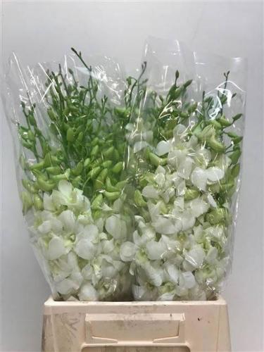 Dendrobium 'Madame Pompadour Wit'