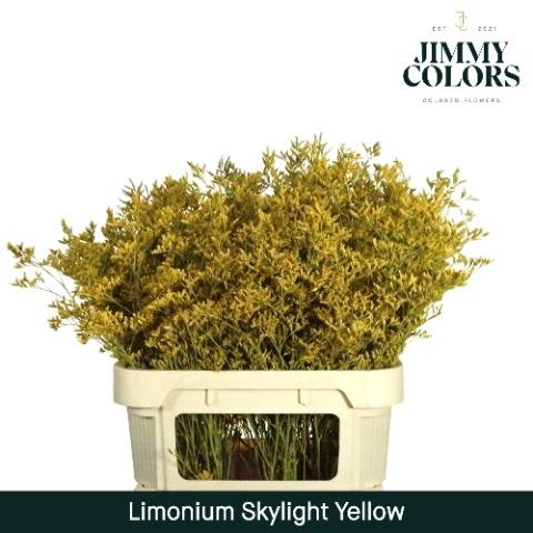 Limonium overig kleurbehandeld H%