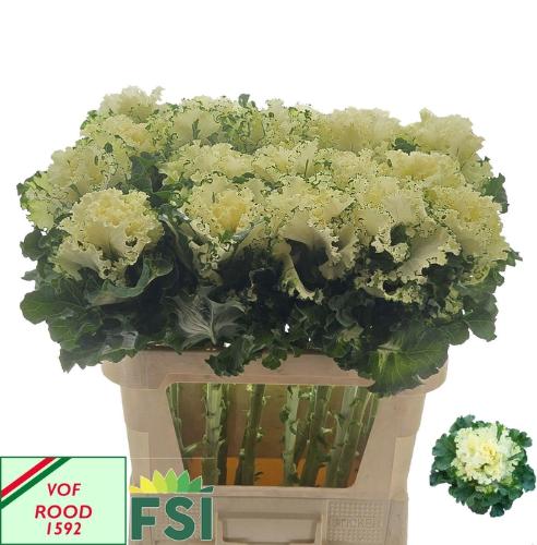 Brassica oleracea 'Crane Ruffle White'