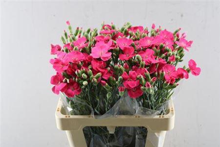 Dianthus tros Solomio Imre
