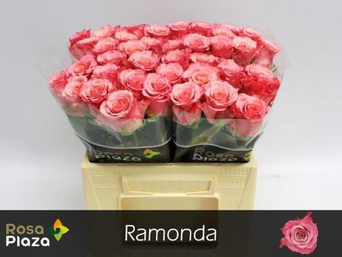 Rosa grootbloemig Ramonda