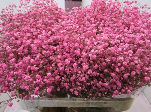 Gypsophila overig kleurbehandeld H%