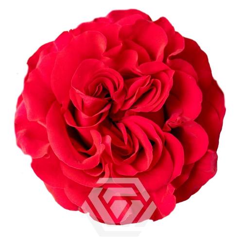 Rosa grootbloemig overig