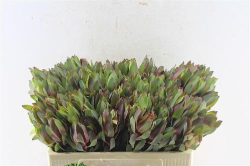 Leucadendron 'Senorita'
