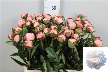 Paeonia Lactiflora Grp 'Gardenia'