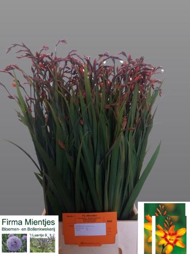 Crocosmia 'Emily Mckenzie'
