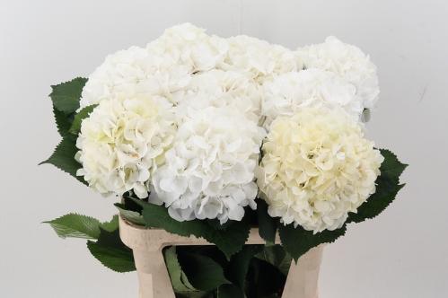 Hydrangea macrophylla Noordpool