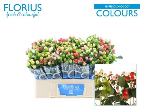 Hypericum Coco Rainbow gemengd
