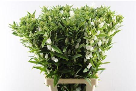 Gentiana White Sky