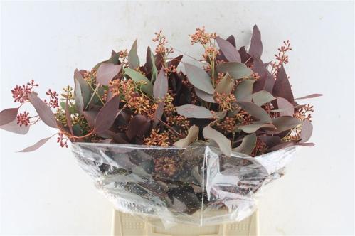 Eucalyptus polyanthemos kleurbehandeld per bos H%
