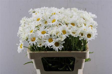 Leucanthemum vulgare overig