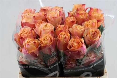 Rosa grootbloemig Carpe Diem+