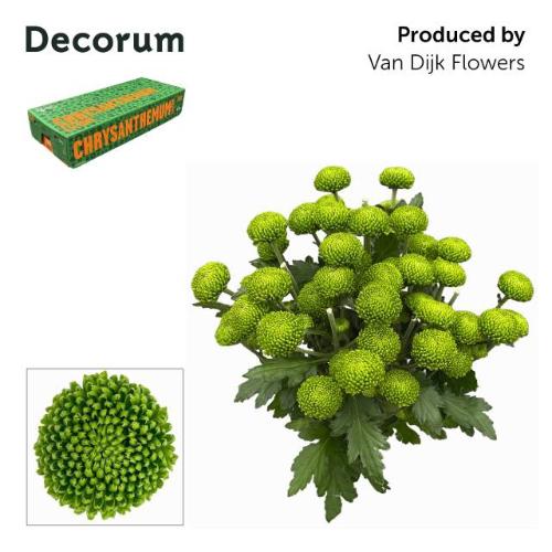 Chrysanthemum (Indicum Grp) tros Deligreen