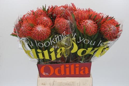 Leucospermum cordifolium 'Tango'