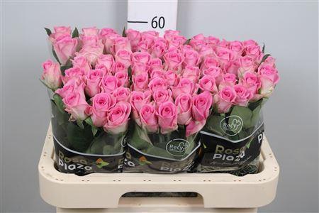 Rosa grootbloemig Aqua!