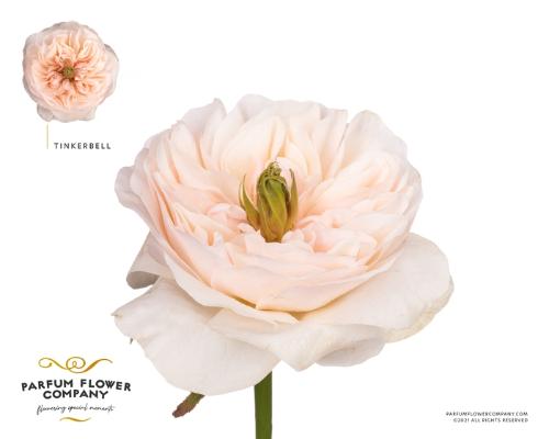 Rosa grootbloemig Clarity!