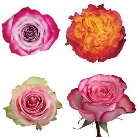 Rosa grootbloemig gemengd in bos