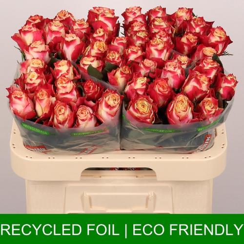 Rosa grootbloemig Chapeau