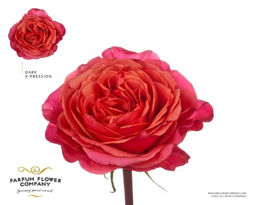 Rosa grootbloemig overig