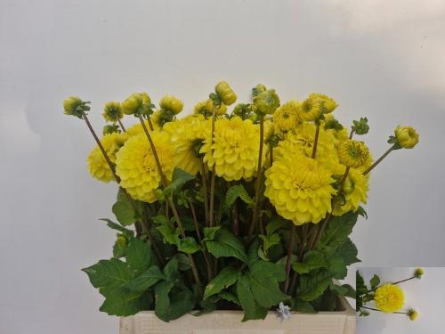 Aster overig