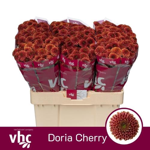 Chrysanthemum Indicum Grp tros santini Aaa Doria Cherry