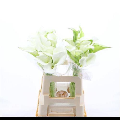 Zantedeschia White Art