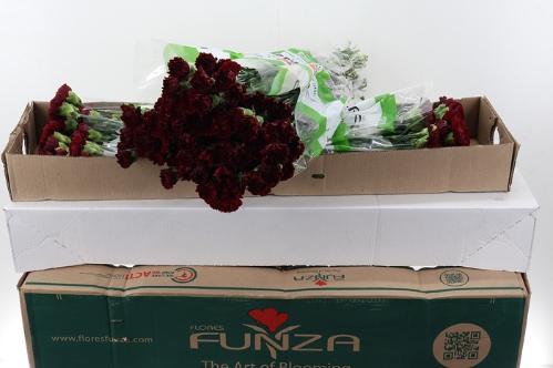 Dianthus standaard 'Zurigo'