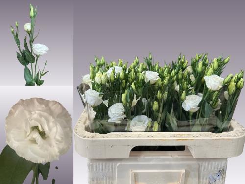 Eustoma russellianum gevuldbloemig 'Rosita White'