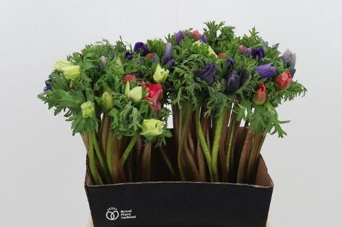 Anemone coronaria 'Mona Lisa' gemengd