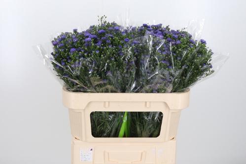 Aster (Novi-belgii Grp) Teeny Tiny Blue