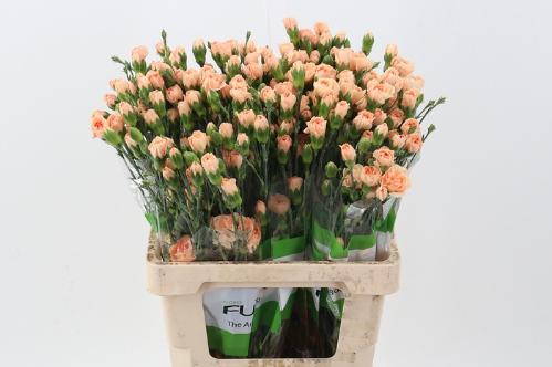 Dianthus tros Thar