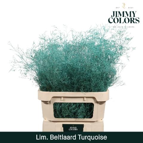Limonium overig kleurbehandeld H%