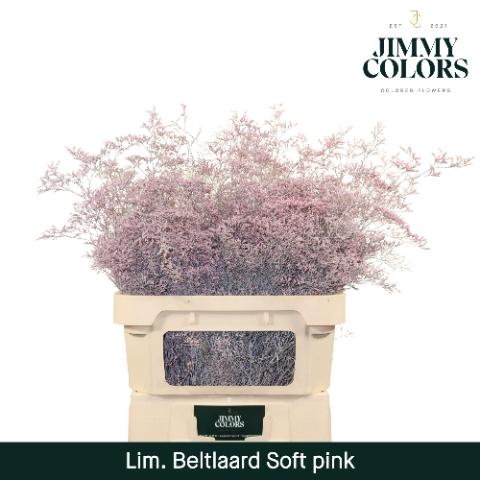 Limonium overig kleurbehandeld H%