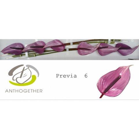 Anthurium Andreanum Grp Previa