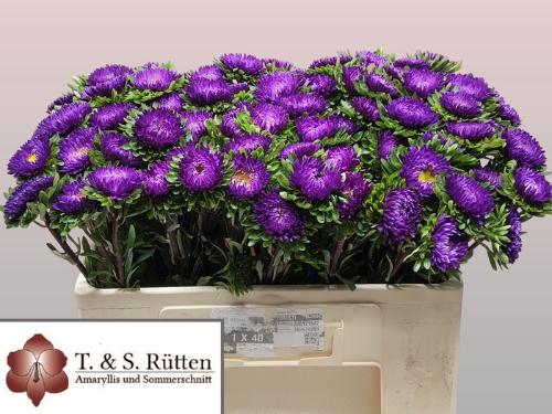 Callistephus chinensis 'Matsumoto Donkerblauw'