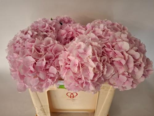 Hydrangea macrophylla 'Verena'