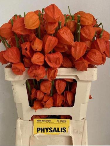 Physalis alkekengi lampion (tak)