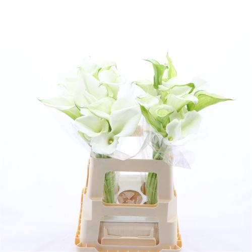 Zantedeschia White Art
