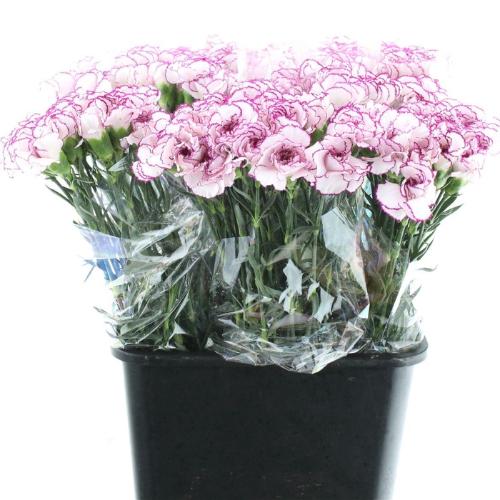 Dianthus standaard 'Mudah'