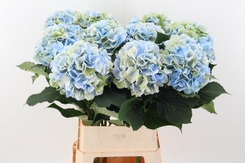 Hydrangea macrophylla 'Verena' (blauw classic)