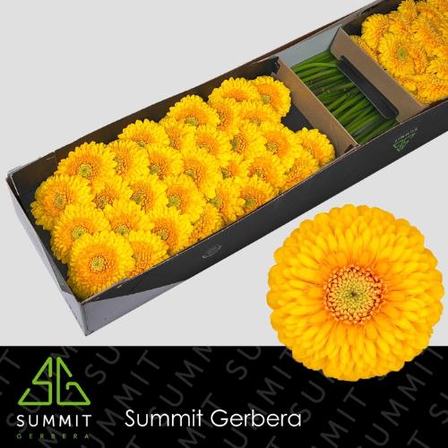 Gerbera mini bolvormig Pomponi Honeydew