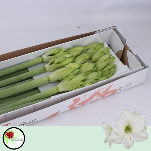 Hippeastrum Galaxy Grp 'Casablanca'