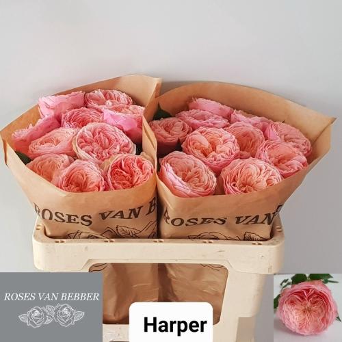 Rosa grootbloemig Darcy!