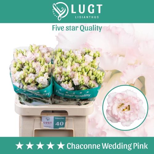 Eustoma russellianum gevuldbloemig 'Chaconne Wedding Pink'