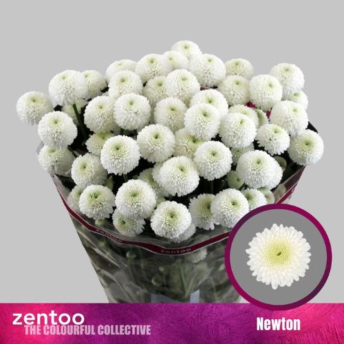 Chrysanthemum (Indicum Grp) tros santini Newton