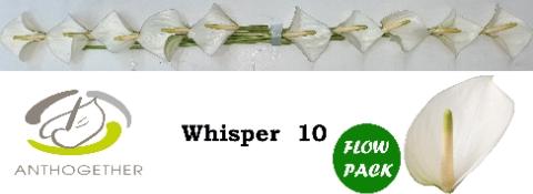 Anthurium Andreanum Grp Whisper