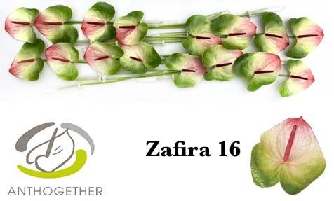 Anthurium Andreanum Grp Zafira