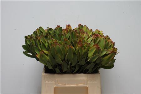 Leucadendron 'Laurel Yellow'