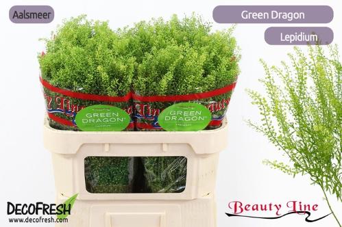 Lepidium virginicum Green Dragon