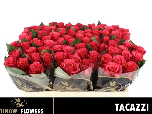 Rosa grootbloemig Tacazzi+